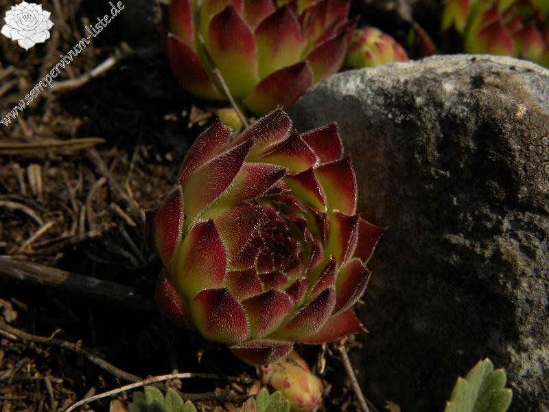 marmoreum from Ćurovac, S Abhang
