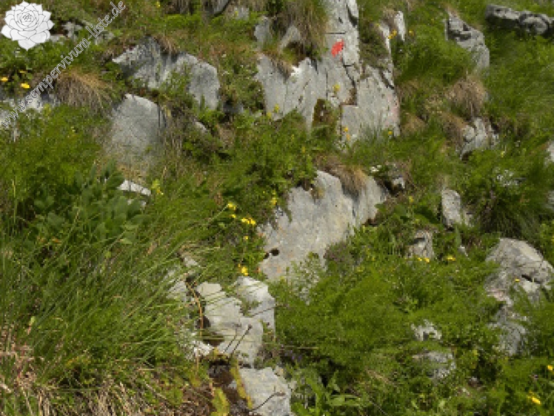 marmoreum from Ćafa Romanit (unten)