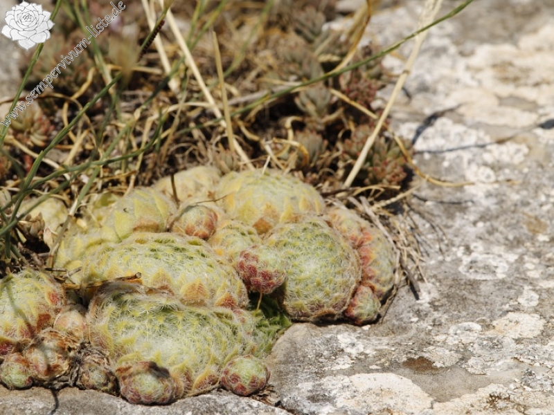 klepa from Gorno Čičevo, NW