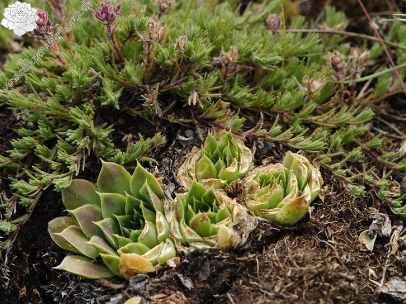 heuffelii from Smrdlivi virovi, Gipfel