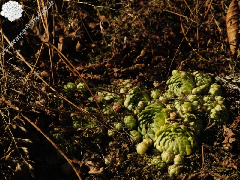 globiferum ssp. globiferum from Svatá