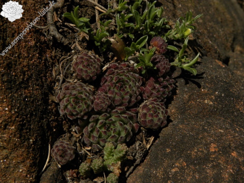 pittonii from Gulsen