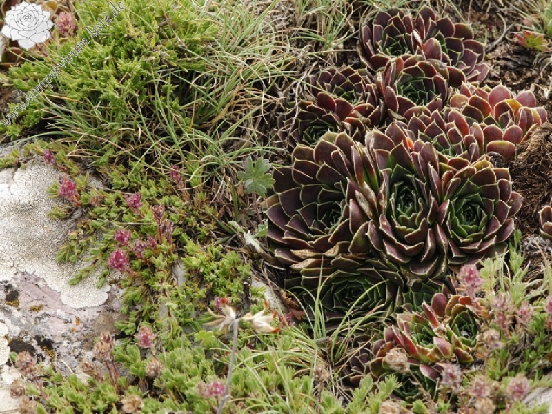 heuffelii from Smrdlivi virovi, Gipfel