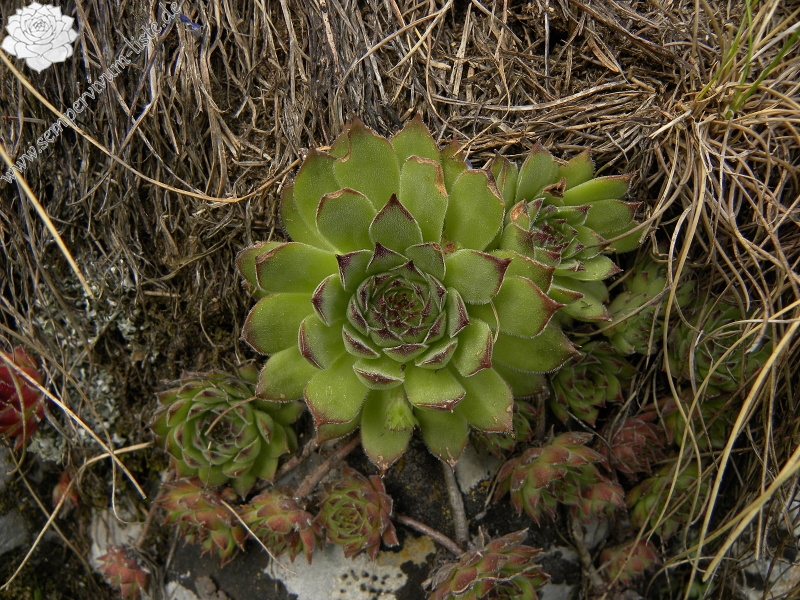 marmoreum from Crvena greda, Abhang