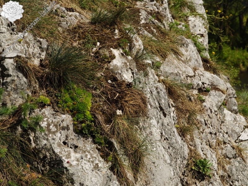 globiferum ssp. hirtum from Hornád, Kehle