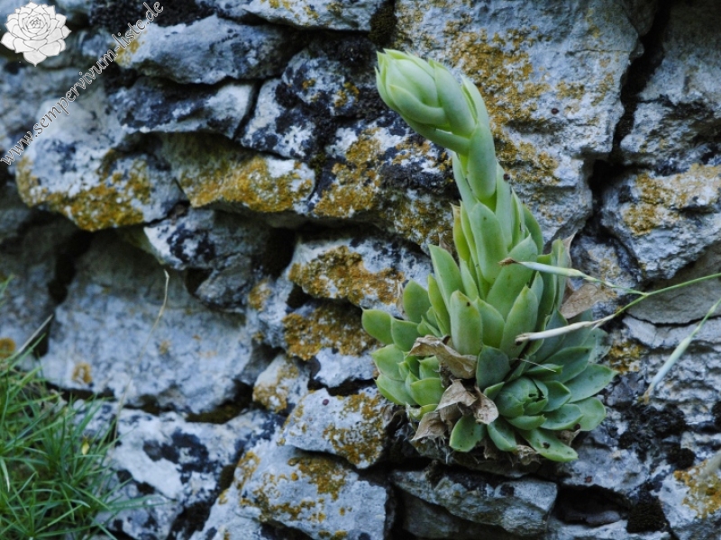 heuffelii from Prohodna