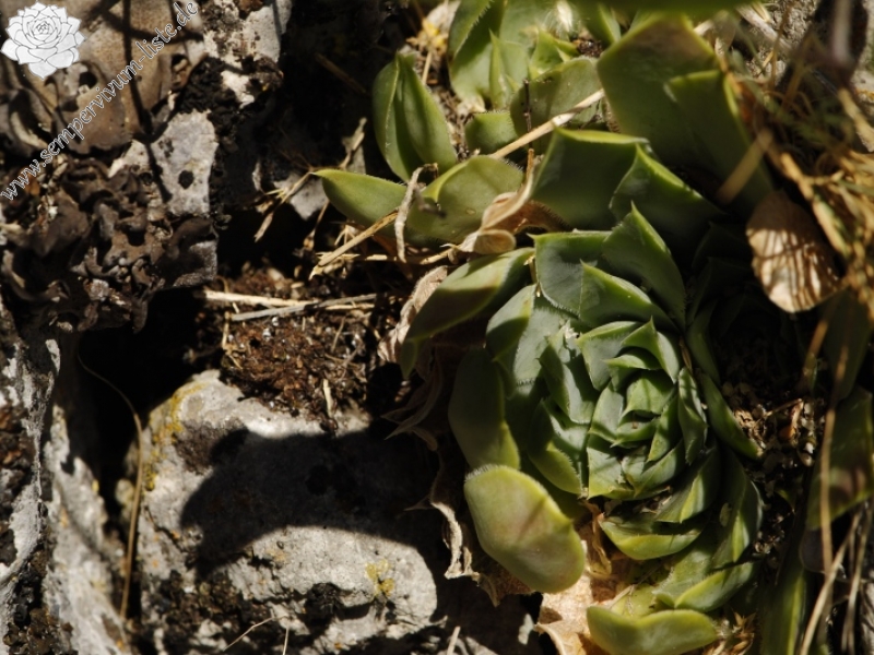 heuffelii from Garvanec