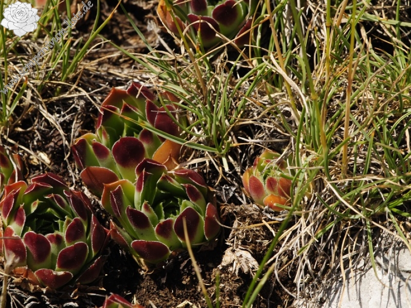heuffelii from Tepeno, Tafel