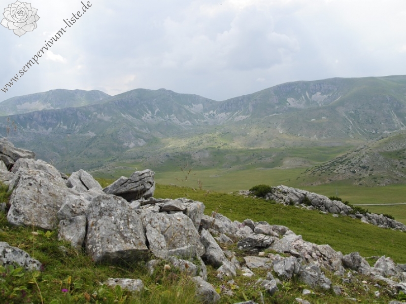 heuffelii from Smrdlivi virovi, Gipfel