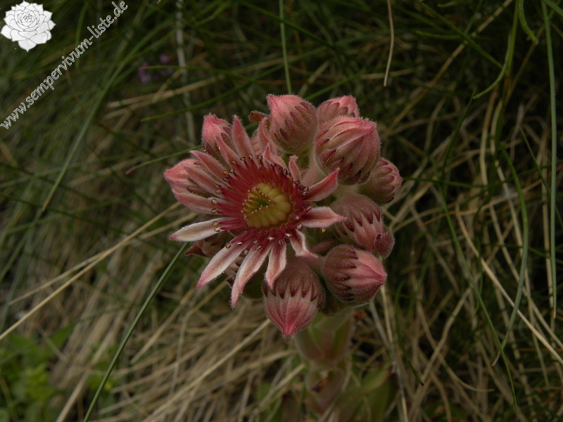 marmoreum from Crvena greda, Abhang