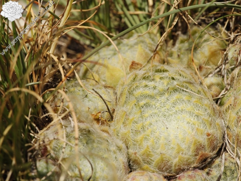klepa from Gorno Čičevo, NW