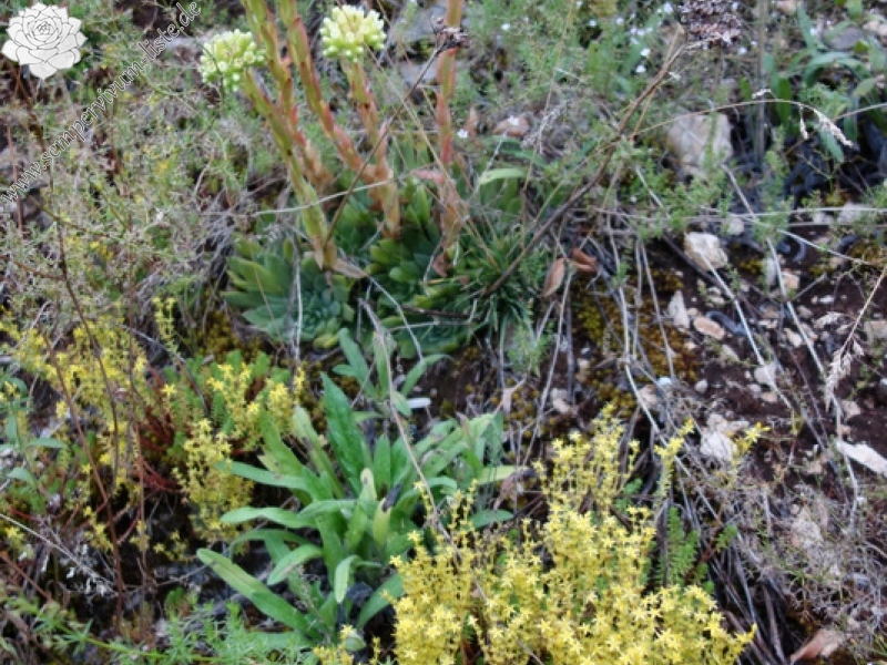 heuffelii from Pivska planina