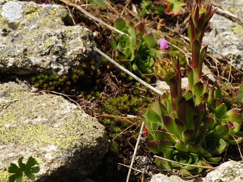 heuffelii from Stiv, nördl. Abhang