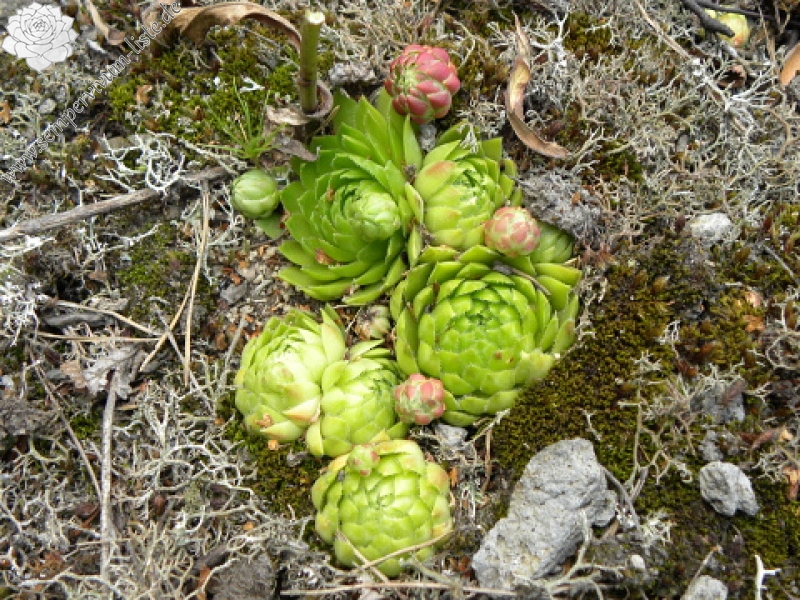 globiferum ssp. globiferum from Kozelka