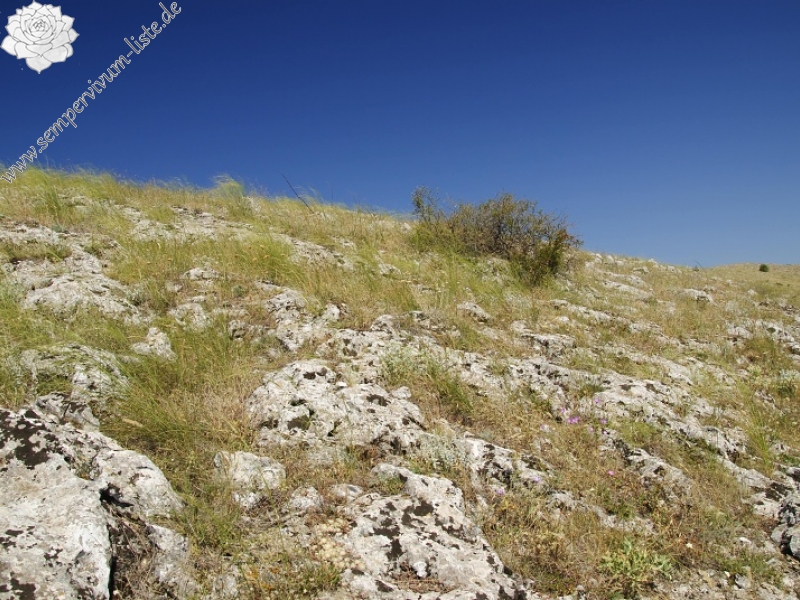 klepa from Gorno Čičevo (oberhalb)