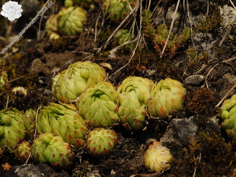 globiferum ssp. globiferum from road Srbsko - Karlštejn