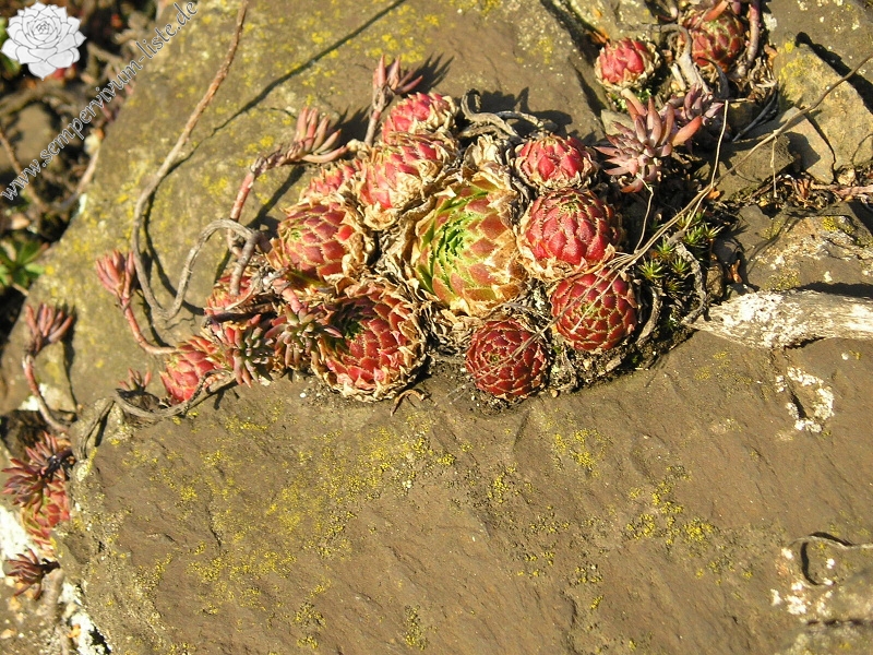 globiferum ssp. globiferum from Plasy, Eisenbahn