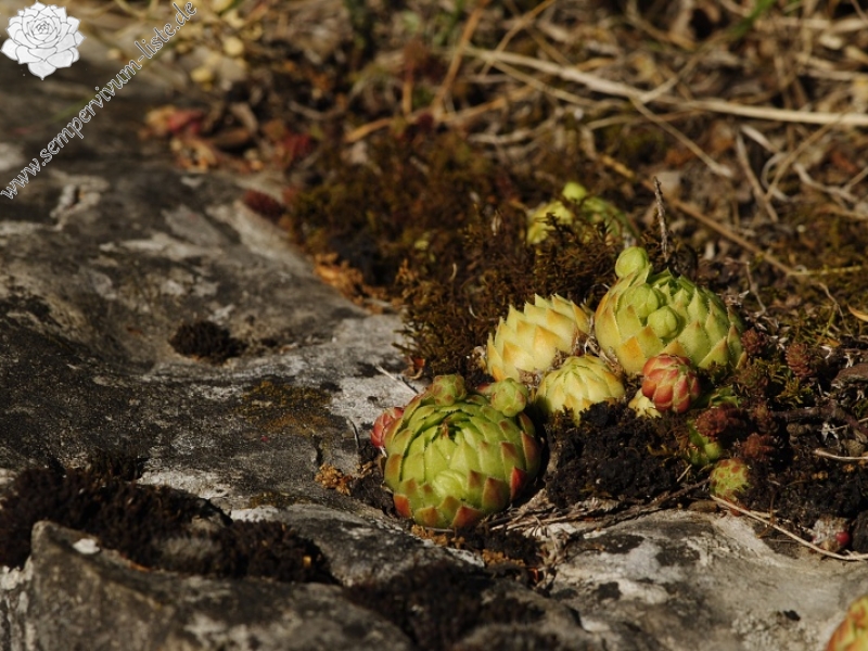 globiferum ssp. globiferum from Srbsko, nordöstlich