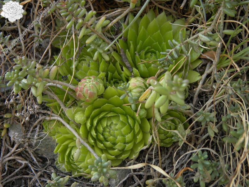 globiferum ssp. globiferum from Blansko, Zusammenfluss