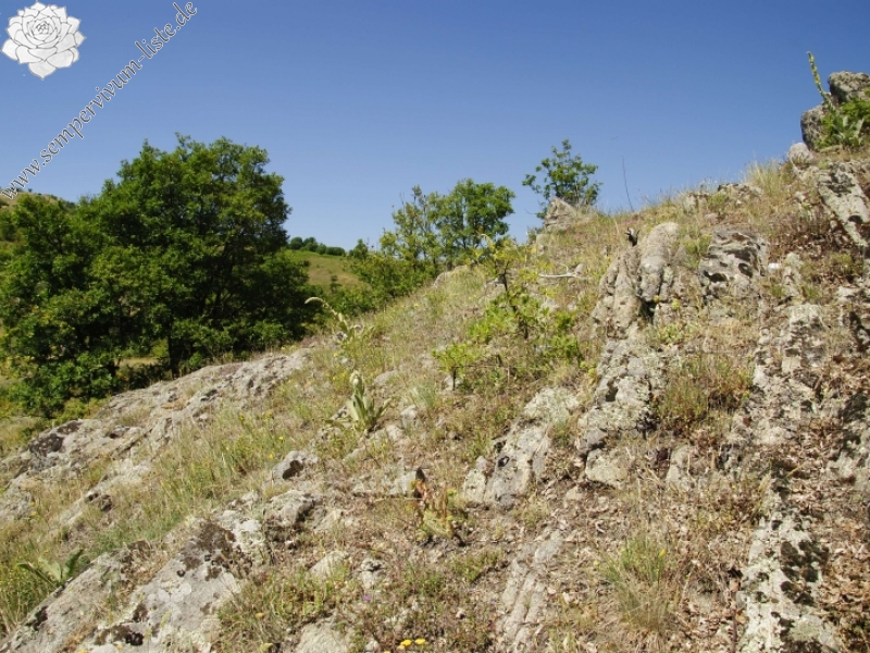 heuffelii from Kozjak, SO Abhang