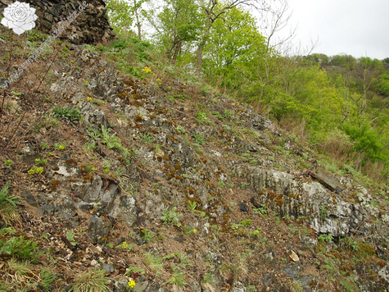 globiferum ssp. globiferum from Týřov
