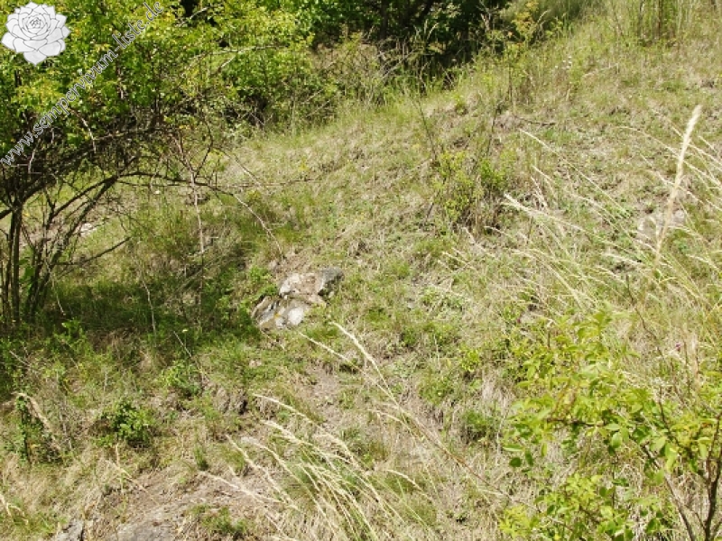 globiferum ssp. globiferum from Podštěly, Jezerský vrch