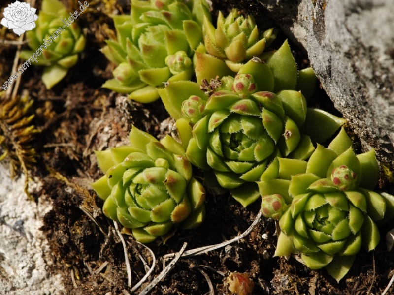 globiferum ssp. hirtum from Hornád, Kehle