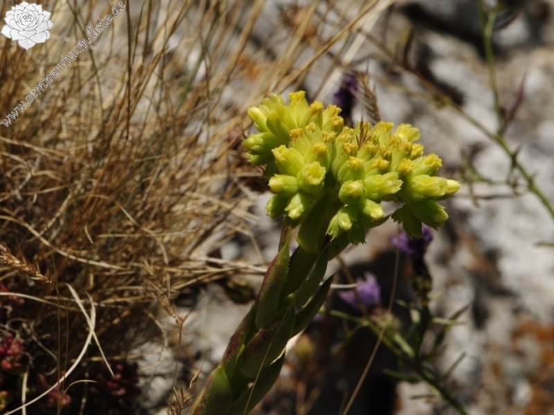 heuffelii from Garvanec