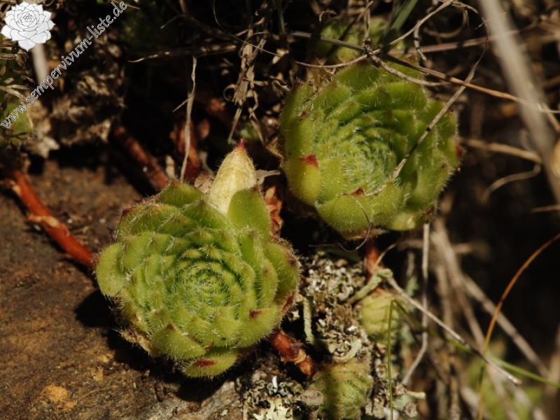 leucanthum from Abhang oberhalb Bačkova Češma