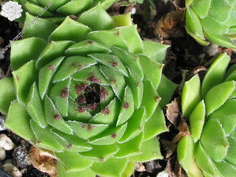 cantabricum ssp. urbionense from Laguna Negra de Urbión