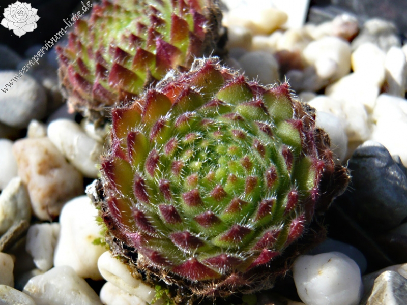 leucanthum (kindingeri)