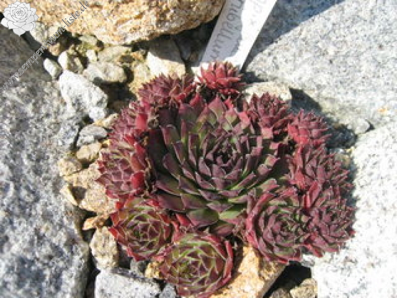 fauconnetii (x rubellum)
