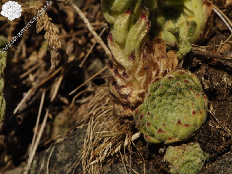 leucanthum from Abhang oberhalb Bačkova Češma