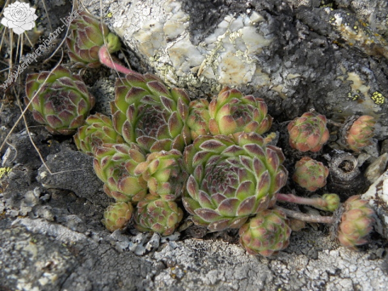 kosaninii from Vreteno