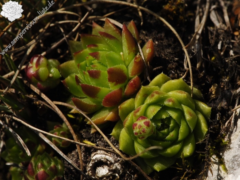 globiferum ssp. hirtum from Hornád, Kehle