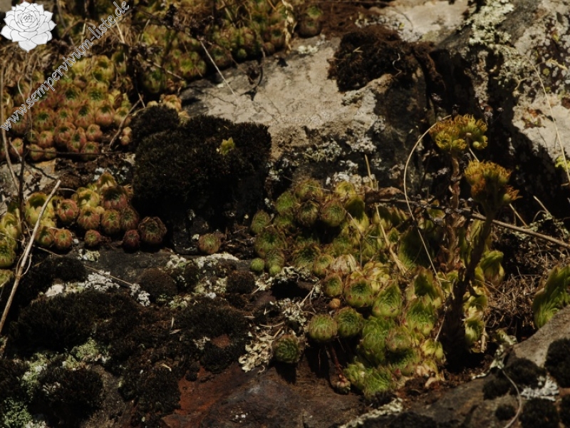 leucanthum from Abhang oberhalb Bačkova Češma