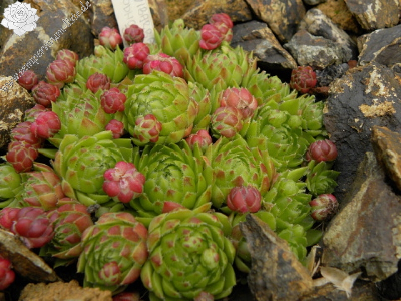 globiferum ssp. globiferum from Podhorní vrch