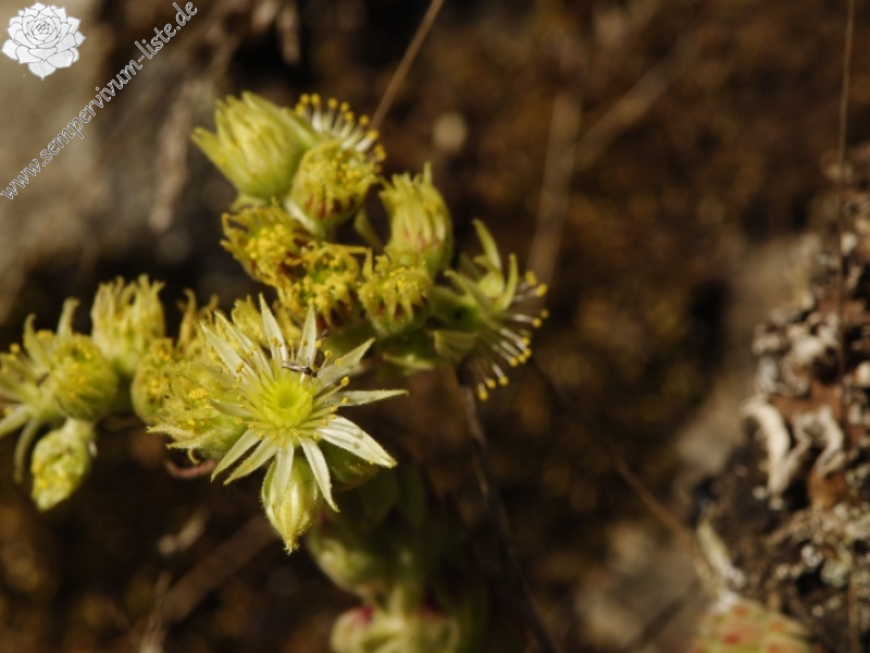 leucanthum from Abhang oberhalb Bačkova Češma