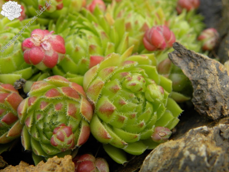 globiferum ssp. globiferum from Podhorní vrch