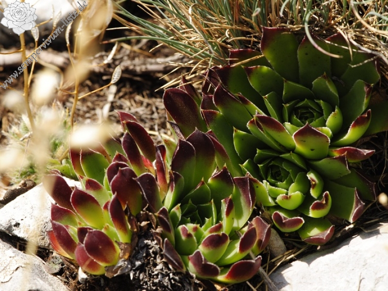 heuffelii from Tepeno, Tafel