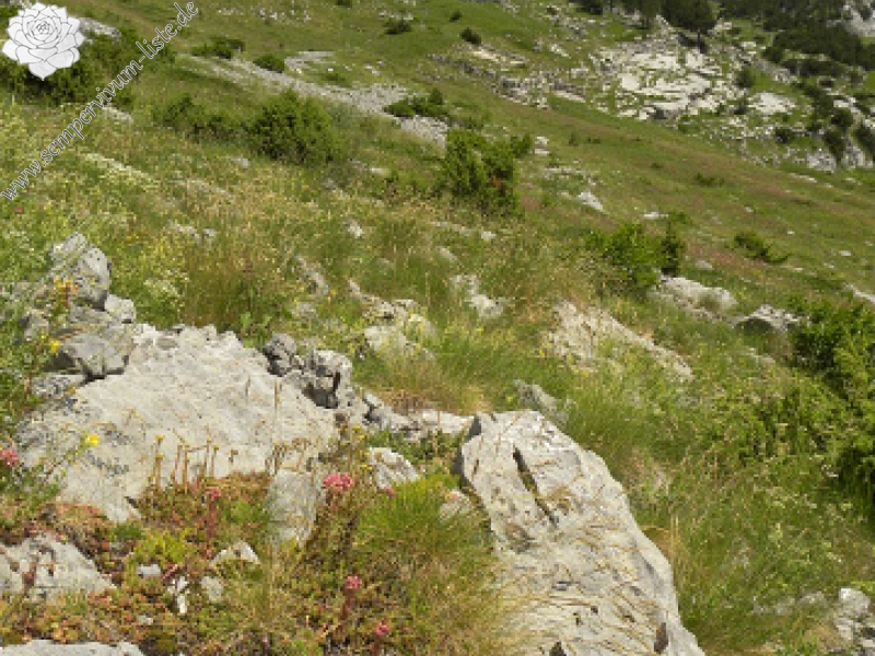 marmoreum from Korita (2)