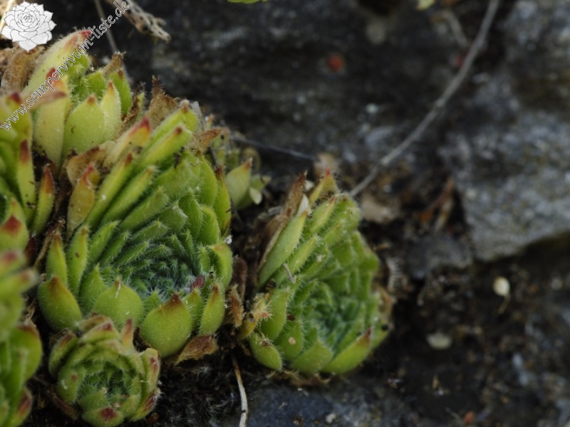 leucanthum from Pastra 710m