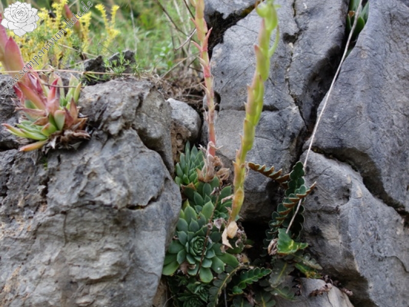 heuffelii from Pivska planina