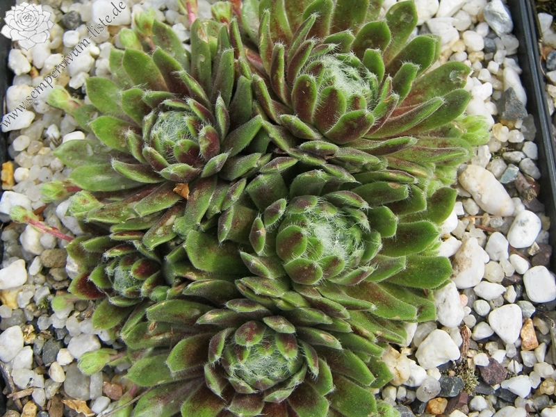 Katopia
