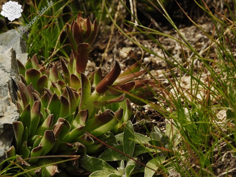 heuffelii from Stiv, Gipfel