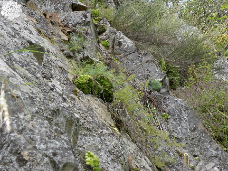 globiferum ssp. globiferum from Špičák bei Mezí