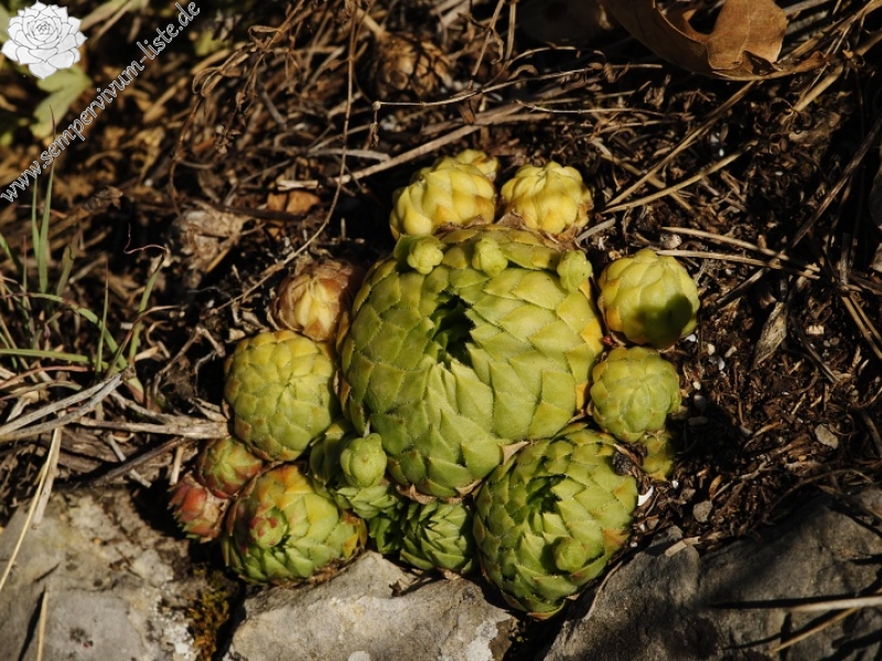 globiferum ssp. globiferum from Hostim, Vysoká stráň, unten