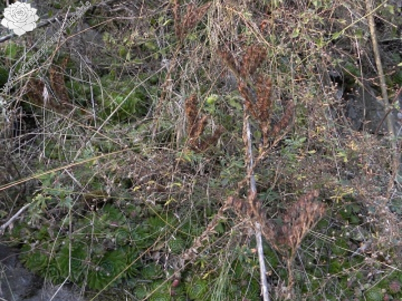 globiferum ssp. globiferum from Libštejn