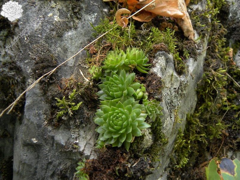 globiferum ssp. globiferum from Balcarka