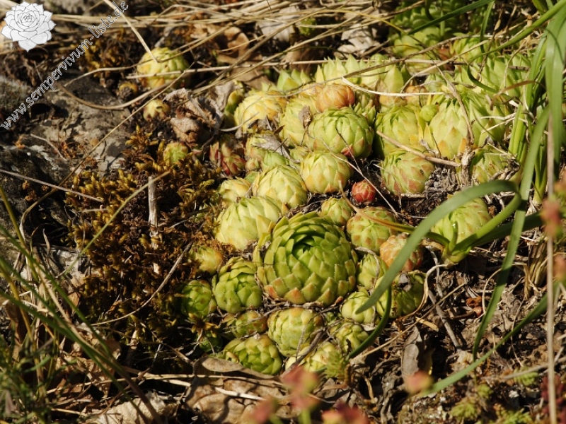 globiferum ssp. globiferum from Srbsko, nordöstlich